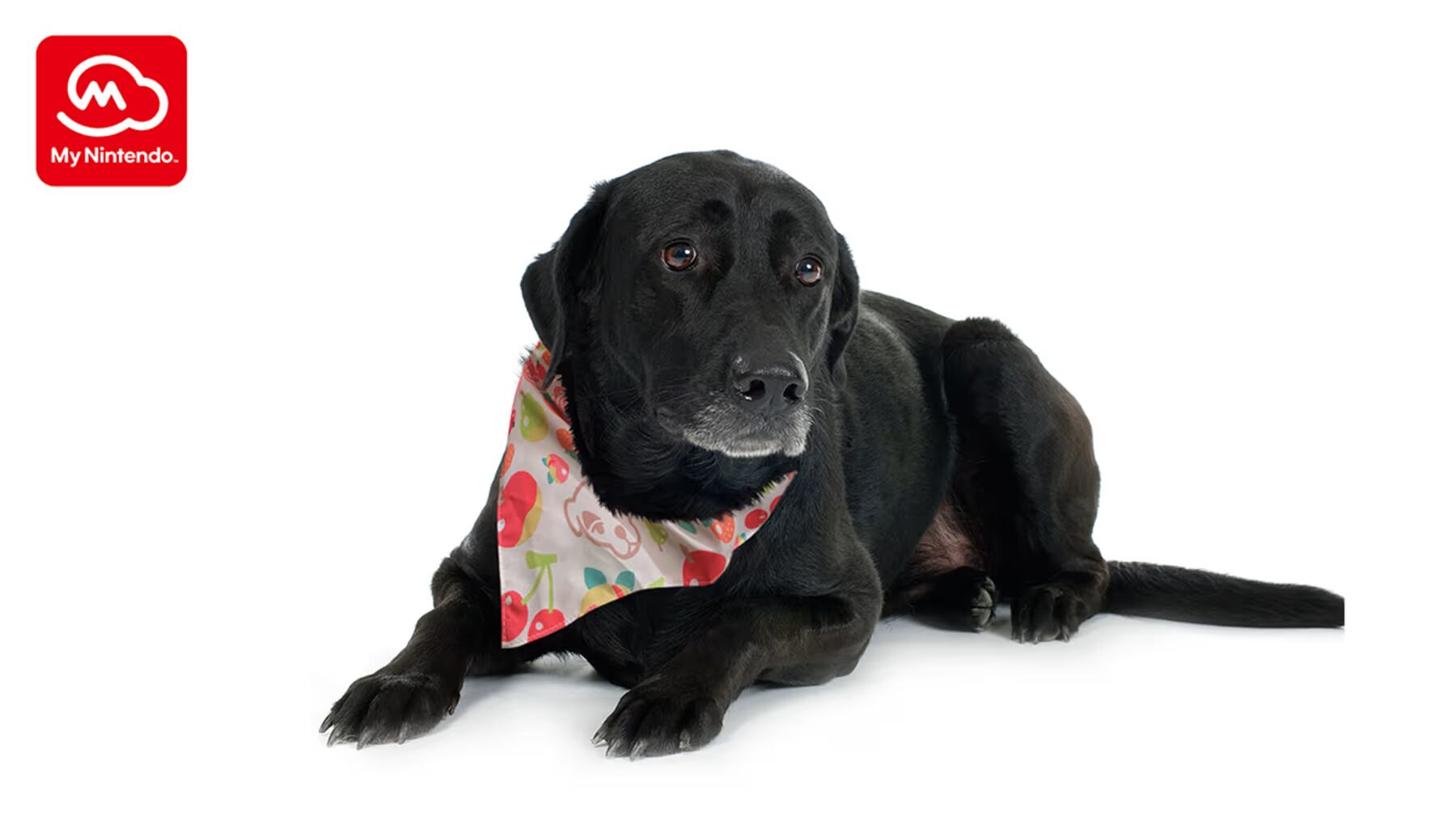 atsumori-colorful-bandana-p-point-goods3